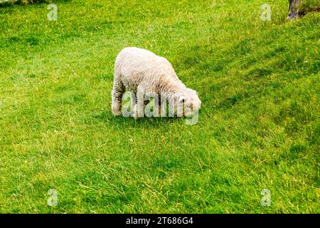 Pecore al pascolo nel paddock neozelandese Foto Stock