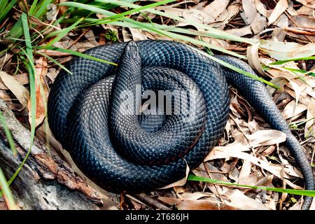 Il serpente nero con il becco rosso (Pseudechis porphyriacus) è una specie di serpente velenoso della famiglia Elapidae, indigena dell'Australia. Foto Stock