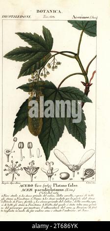 Acero di Sycamore o acero di planimetree, Acer pseudoplatanus, Acero fico, Platano falso. Incisione a forma di copperplate a mano dal Dizionario delle Scienze naturali di Antoine Laurent de Jussieu, Firenze, Italia, 1837. Illustrazione incisa da Corsi, disegnata e diretta da Pierre Jean-Francois Turpin, e pubblicata da Batelli e figli. Turpin (1775-1840) è considerato uno dei più grandi illustratori botanici francesi del 19 ° secolo. Foto Stock