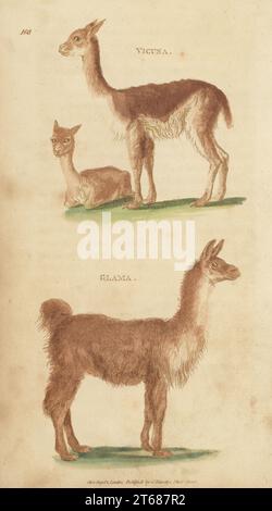 Vicuna, lama vicugna, e lama, lama glama. Incisione su copperplate a mano di James Heath dalla Zoologia Generale di George Shaw: Mammalia, Thomas Davison, Londra, 1801. Foto Stock