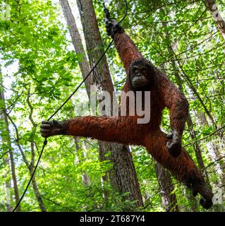 Un percorso artistico, con sculture di animali di Andrew Lyons provenienti da una sequoia, esiste all'interno della foresta di Hanmer Springs. Si tratta di una bella passeggiata, ideale per chi vuole andare a piedi Foto Stock