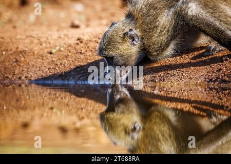 Ritratto di Chacma baboon bevendo in una buca d'acqua con riflesso nel Parco Nazionale di Kruger, Sud Africa ; famiglia speciale Papio ursinus di Cercopithecidae Foto Stock