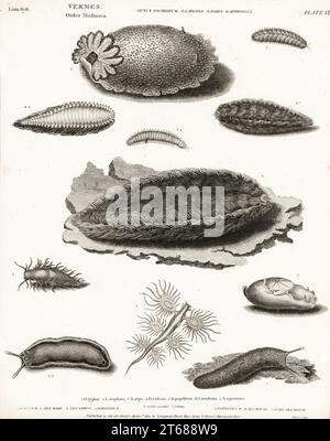 Slug mare, Onchidium typhae 1, lepre mare depilatorio, Aplysia depilans 2, nudibranch rosso, Platydoris argo 3, drago blu marino, Glaucus atlanticus 4, comune grigio mare Slug, Aeolidia papillosa 5, topo marino, Aphrodita aculeata 6, scala worm, Lepidonotus squamatus 7.Copperplate incisione di Milton da Clopedia di Abraham Rees o Dizionario universale delle arti, delle scienze e della letteratura, Longman, Hurst, Rees, Orme and Brown, Londra, 1814. Foto Stock