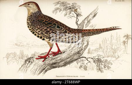 Fagiano verde o fagiano verde giapponese, femmina, Phasianus versicolor. Diards Beasant. Incisione su copperplate a mano di William Lizars da Sir William Jardines The Natural History of Gallinaceous Birds nella sua Naturalists Library: Ornithology, Lizars, Edimburgo, 1834. Foto Stock