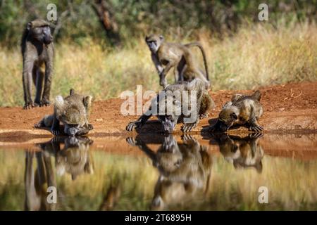 Famiglia Chacma baboon che beve nella pozza d'acqua nel Parco Nazionale di Kruger, Sud Africa; famiglia speciale Papio ursinus di Cercopithecidae Foto Stock