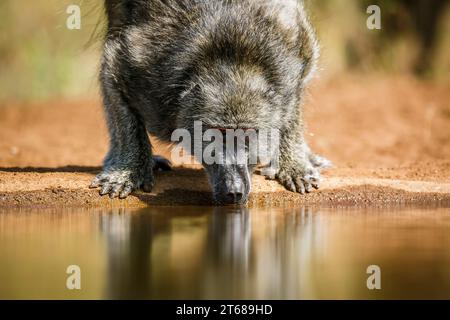 Ritratto di Chacma baboon bere in una pozza d'acqua vista frontale nel Parco Nazionale di Kruger, Sud Africa; speciale Papio ursinus famiglia di Cercopithecidae Foto Stock