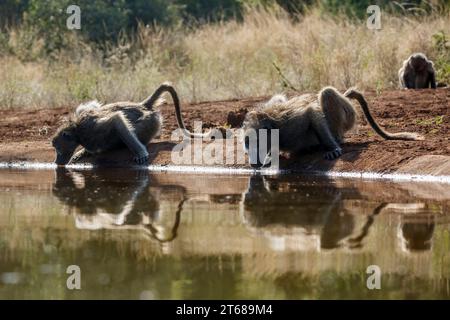 Due babbuini Chacma che bevono retroilluminati nella pozza d'acqua nel parco nazionale di Kruger, Sudafrica; famiglia speciale Papio ursinus di Cercopithecidae Foto Stock