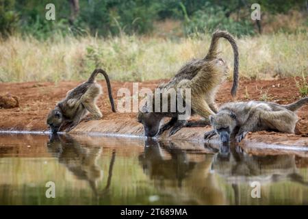 Tre babbuini Chacma bevono nella pozza d'acqua nel parco nazionale di Kruger, Sudafrica; famiglia speciale Papio ursinus di Cercopithecidae Foto Stock