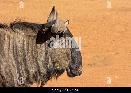 Primo piano di Blue Wildebeest nella riserva naturale Foto Stock
