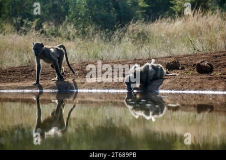 Due babbuini Chacma che bevono retroilluminati nella pozza d'acqua nel parco nazionale di Kruger, Sudafrica; famiglia speciale Papio ursinus di Cercopithecidae Foto Stock