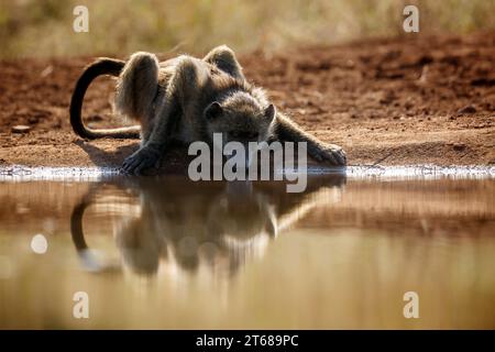 Chacma baboon che beve retroilluminato vista frontale nel Parco Nazionale di Kruger, Sud Africa; speciale Papio ursinus famiglia di Cercopithecidae Foto Stock