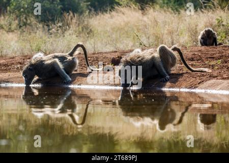 Due babbuini Chacma che bevono retroilluminati nella pozza d'acqua nel parco nazionale di Kruger, Sudafrica; famiglia speciale Papio ursinus di Cercopithecidae Foto Stock