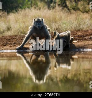 Due babbuini Chacma che bevono in una pozza d'acqua vista frontale nel parco nazionale di Kruger, Sudafrica; famiglia speciale Papio ursinus di Cercopithecidae Foto Stock