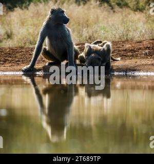 Due babbuini Chacma che bevono in una pozza d'acqua vista frontale nel parco nazionale di Kruger, Sudafrica; famiglia speciale Papio ursinus di Cercopithecidae Foto Stock