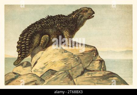 Hylaeosaurus armatus, dinosauro ankylosauriano erbivoro estinto della fase tardo Valanginiana del Cretaceo inferiore. Hylaeosaurus oweni Mantell. Illustrazione stampata a colori di F. John di Wilhelm Bolsches Tiere der Urwelt (animali del mondo preistorico), Reichardt Cocoa Company, Amburgo, 1908. Foto Stock