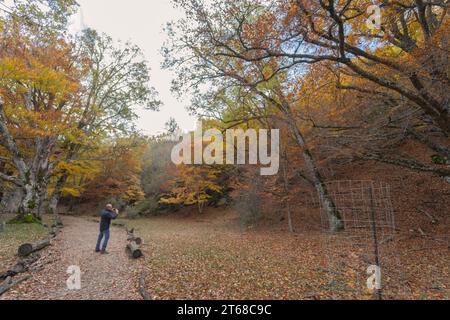 Magnifico paesaggio della faggeta di Montejo in autunno con alberi di diversi colori, foglie giallo marrone e arancione nel mese di novembre. Foto Stock