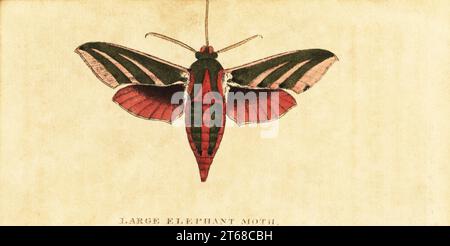 Elefante falco falco, Deilephila elpenor. Grande falena elefante, Sfinge elpenor. Incisione su copperplate a mano su un'illustrazione di Moses Harris del Naturalists Pocket Magazine, Harrison, Fleet Street, Londra, 1800. Foto Stock