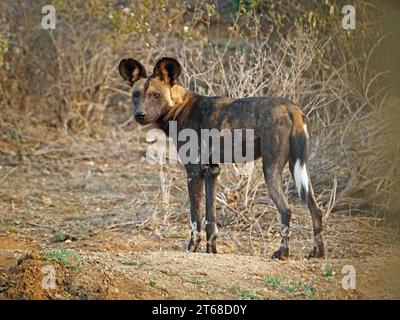Ritratto del profilo di un singolo lupo dipinto selvatico (Lycaon pictus), alias African Wild Dog/Hunting Dog, che guarda indietro al fotografo Laikipia, Kenya, Africa Foto Stock