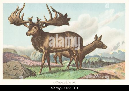 Ricostruzione dell'alce irlandese, Megaloceros giganteus, specie estinte di cervi del genere Megaloceros, del Pleistocene. Riesenhirsch. Illustrazione stampata a colori di F. John di Wilhelm Bolsches Tiere der Urwelt (animali del mondo preistorico), Reichardt Cocoa Company, Amburgo, 1908. Foto Stock