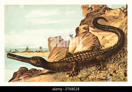 Teleosaurus cadomensis, specie estinta di coccodrillo teleosauride rinvenuta nel Giurassico medio. Teleosaurus (Meerkrokodil). Illustrazione stampata a colori di F. John di Wilhelm Bolsches Tiere der Urwelt (animali del mondo preistorico), Reichardt Cocoa Company, Amburgo, 1908. Foto Stock