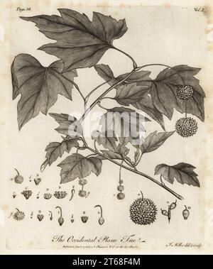 American planetree, Platanus occidentalis. Occidental Plane Tree. Incisione su lastra di rame disegnata e incisa da John Miller (Johann Sebastian Muller) da John Evelyns Sylva, or A Discourse of Forest Trees and the Propagation of Timer, J. Dodsley, Londra, 1776. Foto Stock