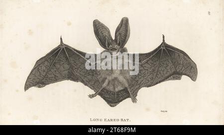 Pipistrello marrone con orecchie lunghe, Plecotus auritus subsp. aurito. (Vespertilio auritus). Incisione su lastra di rame di James Heath da George Shaws General Zoology: Mammalia, G. Kearsley, Fleet Street, Londra, 1800. Foto Stock