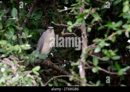 Un Heron notturno dalla corona nera che riposa su un albero Foto Stock