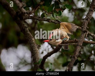 Una coppia kingfisher con cappuccio marrone che si accoppia in un albero Foto Stock