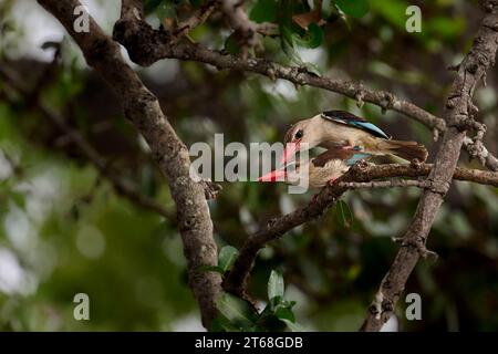 Una coppia kingfisher con cappuccio marrone che si accoppia in un albero Foto Stock