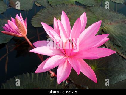 Primo piano del vivace giglio d'acqua Pink Full Boom con Bud in the Pond Foto Stock