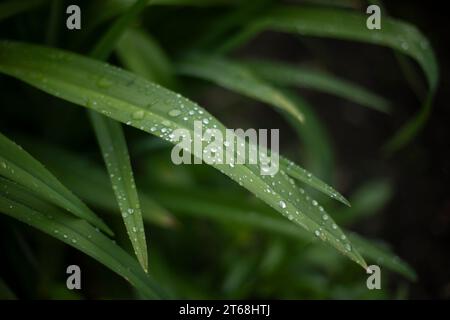 Gocce sullo stelo. Pianta umida. Pioggia sull'erba. La pioggia cade sull'erba. Foto Stock