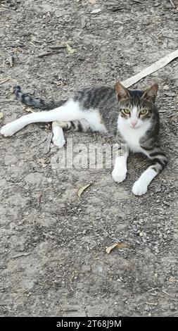 Un gatto a righe bianche e nere che si rilassa in una posizione rilassata Foto Stock