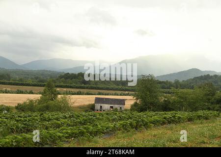 File di cespugli di bacche e alberi da frutto in un frutteto in Virginia, USA Foto Stock