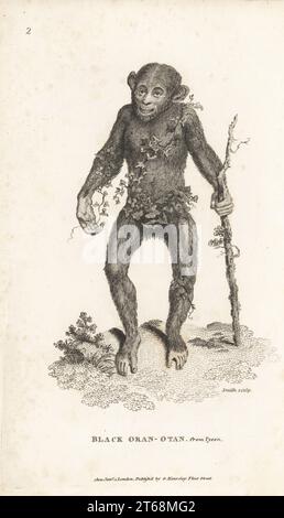 Scimpanzé, Pan troglodytes, in pericolo. Come oran-otan nero con un bastone, raffigurato da Edward Tyson in Orang-Outang, sive Homo Sylvestris, 1698. Incisione su lastra di rame di Sarah Smith da George Shaws General Zoology: Mammalia, G. Kearsley, Fleet Street, Londra, 1800. Foto Stock