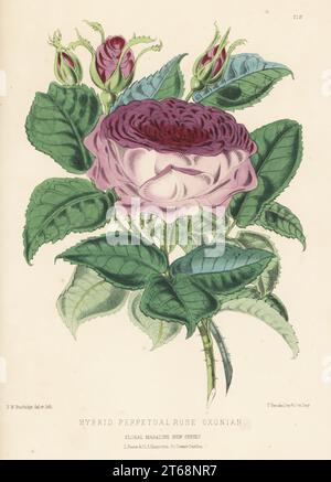 Rosa ibrida perpetua, Oxonian. Venduto da Charles Turner di Slough. Illustrazione botanica a mano disegnata e litografata da Frederick William Burbidge da Henry Honywood Dombrain's Floral Magazine, New Series, Volume 5, L. Reeve, Londra, 1876. Litografia stampata da Vincent Brooks, Day & Son. Foto Stock