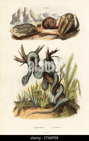 FER-de-lance o Pit viper di Martinican, Bothrops lanceolatus (Trigonocephalus lanceolatus) 1 e trilobiti estinti, Calymene blumenbachii 2,3, Asaphus cornigerus 4. Incisione in acciaio colorato a mano di Varin del Dictionnaire Pittoresque d'Histoire Naturelle (Dictionnaire Pittoresque d'Histoire Naturelle (Dictionary of Natural History) di Felix-Edouard Guerin-Meneville, Parigi, 1834-39. Foto Stock