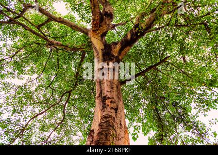 Un primo piano del baldacchino dell'albero pepico, Ficus religiosa. Foto Stock