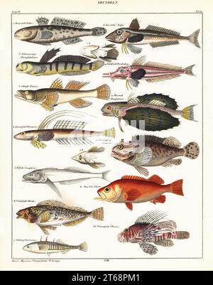 Specie di pesce. Piastra 49: Grundeln. 1 gobio, Gobius, Meergrundel, 2 mudskipper, Periophthalmus, Schlammspringer, 3 dusky Sleeper, Eleotris fusca, Schlaefer, 4 dragonet, Callionymus, Spinnenfisch, 5 pesci rossi Baikal, Comephorus baikalensis, Olfisch, 6 greenling, Hexagrammos, Feilenfiskch (Chirus), 7 stickleback a tre filature, Gasterosteus aculeatus, Stichling, 8. piper gurnard, Trigla lyra, Knurrhahn, 9 armored searchobin, Peristedion, Gabelfisch, 10 Flying gurnard, Dactylopterus volitans, Meerweih, 11 scorfani, Scorpaena porcus, Drachenkopf, 12 rosoni, Sebastes norvegicus, Meer Ulk e 13 spo Foto Stock