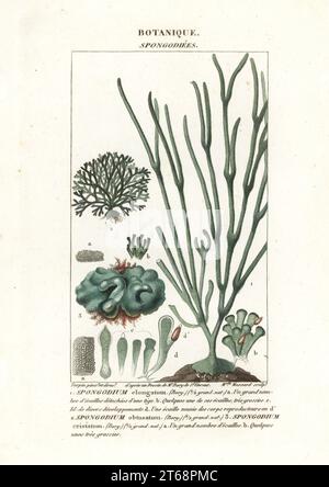 Specie di alghe verdi, Spongodium elongatum, Spongodium obtusatum e Spongodium cristatum. Incisione a forma di copperplate a mano dal Dizionario delle Scienze naturali di Antoine Laurent de Jussieu, Firenze, Italia, 1837. Illustrazione incisa da Mlle. Massard, disegnato e diretto da Pierre Jean-Francois Turpin dopo illustrazioni di Jean Baptiste de Saint-Vincent, e pubblicato da Batelli e figli. Turpin (1775-1840) è considerato uno dei più grandi illustratori botanici francesi del 19 ° secolo. Foto Stock