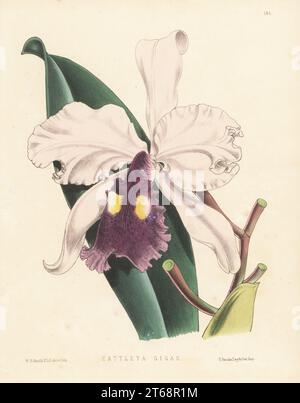 L'orchidea di Cattley di Warscewicz, Cattleya warscewiczii. Abbozzato da una pianta della collezione Lord Londesborough'ts a Norbiton. Raccolta per la prima volta dal botanico polacco Jozef Warszewicz in Colombia nel 1848-49 e descritta formalmente da Heinrich Gustav Reichenbach nel 1855. Come Cattleya gigas. Illustrazione botanica a mano disegnata e litografata da Worthington George Smith da Henry Honywood Dombrain's Floral Magazine, New Series, Volume 3, L. Reeve, Londra, 1874. Litografia stampata da Vincent Brooks, Day & Son. Foto Stock