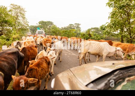 Mucche, portate in un pascolo per il pascolo, bloccando veicoli in un'autostrada ad Assam, India. Foto Stock