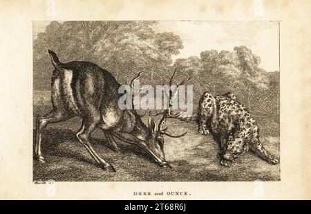 Incontro tra una stag, Cervus elaphus, e un leopardo di neve, Panthera uncia. Cervi e once. Incisione su copperplate disegnata ed incisa da Samuel Howitt dalla rivista Sporting, o Calendario mensile delle transazioni del Turf e della Pace, John Wheble, Londra, 1797. Foto Stock