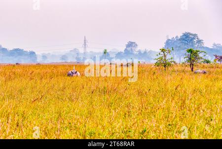 Un grande rinoceronte indiano che si addormenta in una prateria all'interno del Pobitora Wildlife Sanctuary ad Assam, in India. Foto Stock