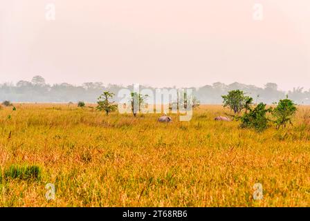 Un grande rinoceronte indiano che si addormenta in una prateria all'interno del Pobitora Wildlife Sanctuary ad Assam, in India. Foto Stock