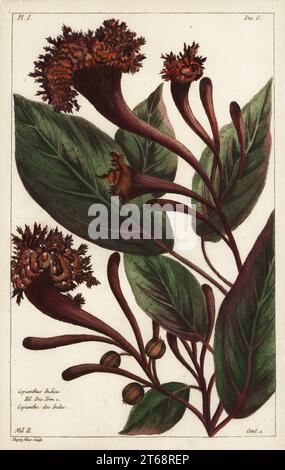 Arbusto cornucopiano, Copianthus indica, Hil. Dic. Tom. 1, Copianthe des Indes. Specie di Amaranto. Incisione a mano su copperplate di Jean Victor Dupin junior di Pierre Joseph Buchoz Herbier Artificial, representant Plus de quinze cents plates, tant Européennes quExotiques, Gogue & ne de la Rochelle, Parigi, 1783. Foto Stock