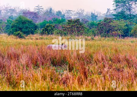 Un grande rinoceronte indiano che si addormenta in una prateria all'interno del Pobitora Wildlife Sanctuary ad Assam, in India. Foto Stock