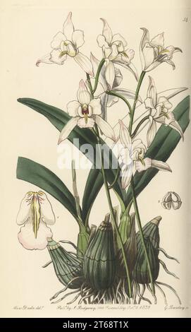 laelia a fiore bianco, Laelia albida. Orchidea epifitica originaria di Oaxaca, Messico, trovata dal botanico bavarese Wilhelm Friedrich Karwinski von Karwin. Incisione su copperplate a mano di George Barclay dopo un'illustrazione botanica di Sarah Drake dall'Edwards Botanical Register, a cura di John Lindley, pubblicata da James Ridgway, Londra, 1839. Foto Stock