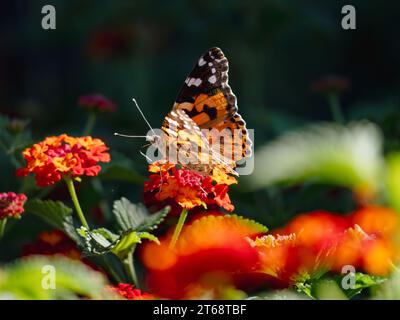 Una suggestiva farfalla con vivaci macchie arancioni appollaiate sulla cima di un fiore giallo brillante, rosso e bianco Foto Stock