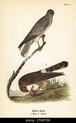 Northern Harrier, Circus hudsonius. Marsh Hawk, maschio 1, femmina con preda 2. Chromolithograph dopo un'illustrazione ornitologica di John James Audubon da Benjamin Harry Warrens Report on the Birds of Pennsylvania, E.K. Mayers, Harrisburg, 1890. Foto Stock