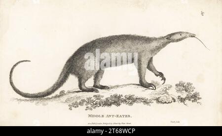 Tamandua meridionale, formichiere collassato o formichiere minore, tetradattila di Tamandua. Medio mangiatore di formiche, Myrmecophaga tetradactyla. Incisione su lastra di rame di James Heath da George Shaws General Zoology: Mammalia, G. Kearsley, Fleet Street, Londra, 1800. Foto Stock